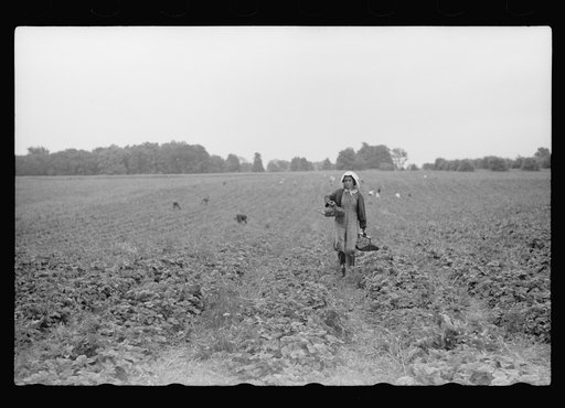 Untitled photo, possibly related to: Migrant girl, strawberry picker, Berrien County, Mich.