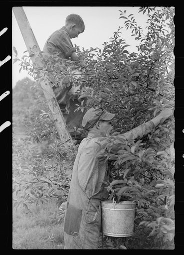Migrant father and son picking cherries, Berrien County, Mich.