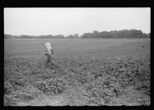 Untitled photo, possibly related to: Migrant girl, strawberry picker, Berrien County, Mich.