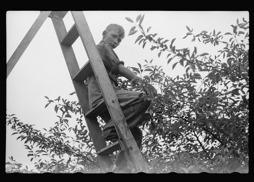 Untitled photo, possibly related to: Migrant father and son picking cherries, Berrien County, Mich.