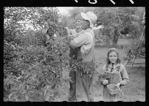 Untitled photo, possibly related to: Migrant father and daughter picking cherries, Berrien County, Michigan