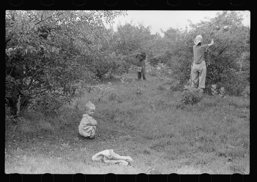 Migrants picking cherries, Berrien County, Michigan