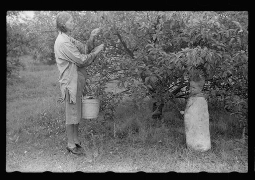 Migrant woman picking cherries, Berrien County, Mich.