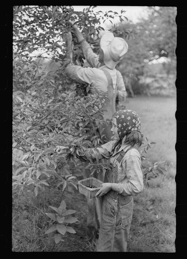 Migrant father and daughter picking cherries, Berrien County, Michigan