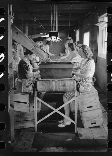 Untitled photo, possibly related to: Migrant girls working in cherry canning plant, Berrien County, Mich.