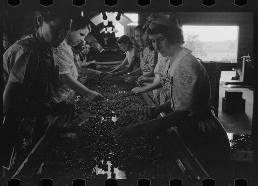 Untitled photo, possibly related to: Migrant girls working in cherry canning plant, Berrien County, Mich.