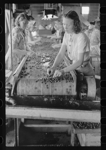 Untitled photo, possibly related to: Migrant girls working in cherry canning plant, Berrien County, Mich.
