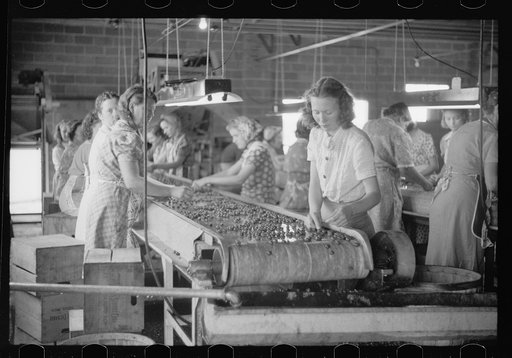 Untitled photo, possibly related to: Migrant girls working in cherry canning plant, Berrien County, Mich.