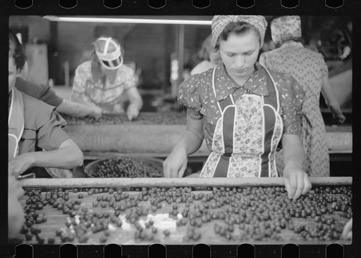 Untitled photo, possibly related to: Migrant girls working in cherry canning plant, Berrien County, Mich.