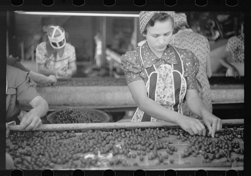 Migrant girls working in cherry canning plant, Berrien County, Mich.