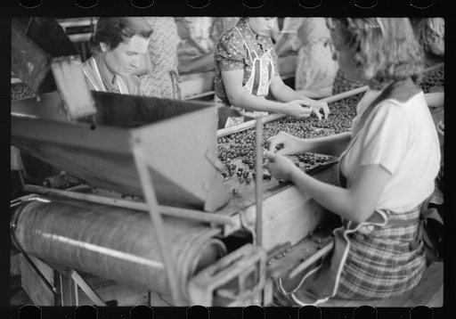Untitled photo, possibly related to: Migrant girls working in cherry canning plant, Berrien County, Mich.