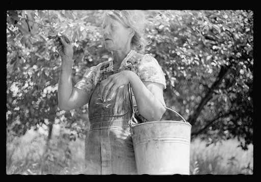 Untitled photo, possibly related to: Migrant cherry picker, Berrien County, Michigan