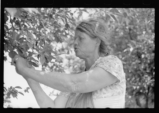 Migrant cherry picker, Berrien County, Michigan