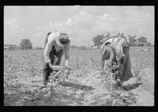Cotton picking scene, Pike County, Mississippi