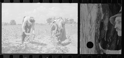 Untitled photo, possibly related to: Cotton picking scene, Pike County, Mississippi