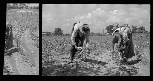 Untitled photo, possibly related to: Cotton picking scene, Pike County, Mississippi