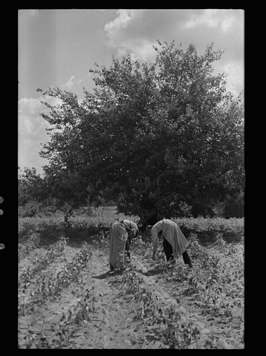 Untitled photo, possibly related to: Cotton picking scene, Pike County, Mississippi