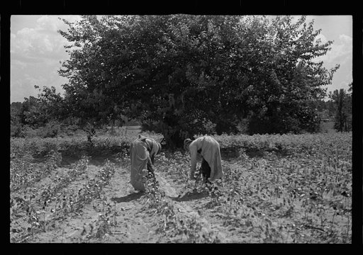 Untitled photo, possibly related to: Cotton picking scene, Pike County, Mississippi