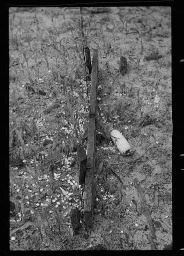 Detail of wild hog trap, Irwin County, Georgia