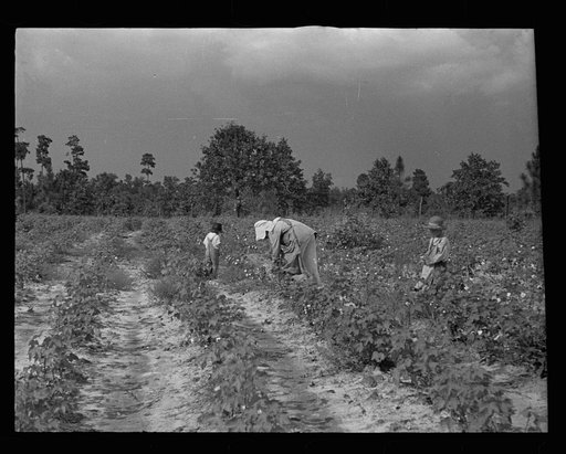 Untitled photo, possibly related to: Son of a cotton sharecropper, Lauderdale County, Mississippi