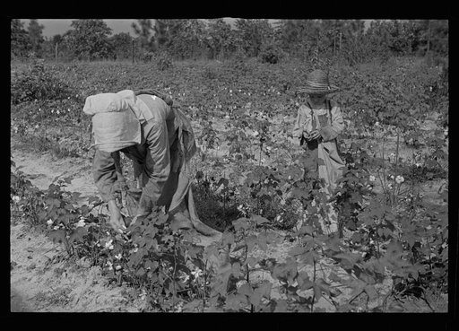 Picking cotton, Lauderdale County, Mississippi