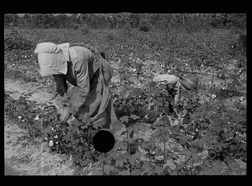 Untitled photo, possibly related to: Son of a cotton sharecropper, Lauderdale County, Mississippi