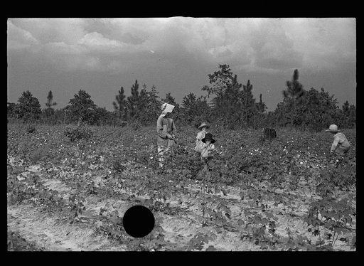 Untitled photo, possibly related to: Son of a cotton sharecropper, Lauderdale County, Mississippi