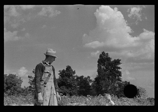 Untitled photo, possibly related to: Cotton picker, Lauderdale County, Mississippi