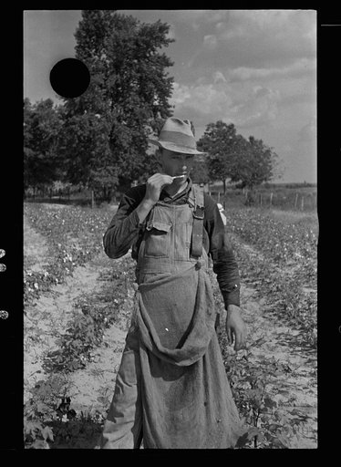 Untitled photo, possibly related to: Cotton picker, Lauderdale County, Mississippi