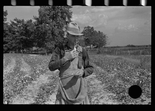 Untitled photo, possibly related to: Cotton picker, Lauderdale County, Mississippi