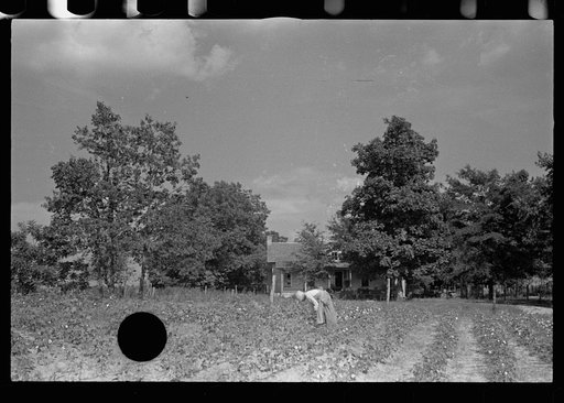 Untitled photo, possibly related to: Cotton picker, Lauderdale County, Mississippi