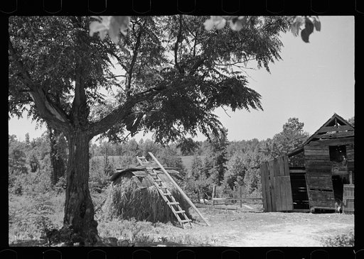 Untitled photo, possibly related to: Tenant farmer with mule which has been given to him by the Resettlement Administration, Lee County, Mississippi