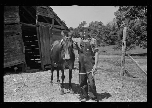 Tenant farmer with mule which has been given to him by the Resettlement Administration, Lee County, Mississippi