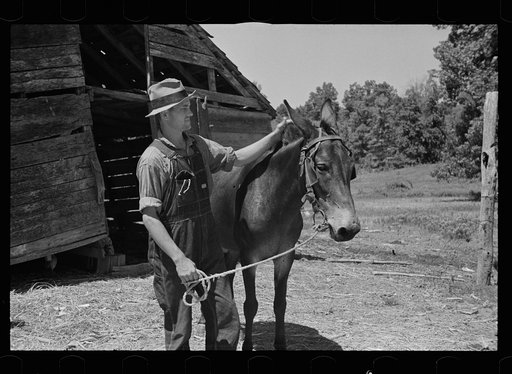 Untitled photo, possibly related to: Tenant farmer with mule which has been given to him by the Resettlement Administration, Lee County, Mississippi