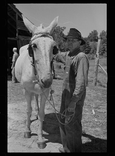 Tenant farmer with mule which has been given to him by Resettlement Administration, Lee County, Mississippi