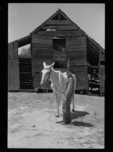 Untitled photo, possibly related to: Tenant farmer with mule which has been given to him by Resettlement Administration, Lee County, Mississippi