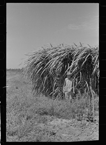 Untitled photo, possibly related to: Experimental sugarcane (POJ) which has been imported by the Department of Agriculture because of its resistance to the mosaic disease, Plaquemines Parish, Louisiana