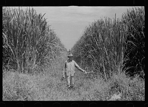 Experimental sugarcane (POJ) which has been imported by the Department of Agriculture because of its resistance to the mosaic disease, Plaquemines Parish, Louisiana