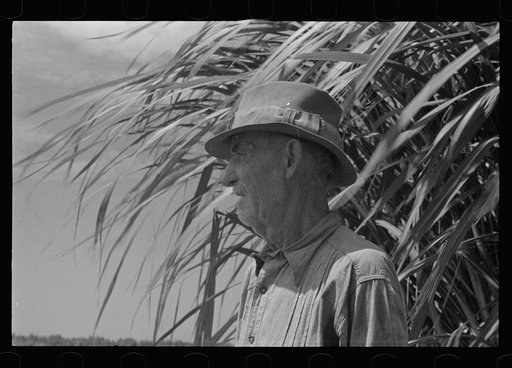 Untitled photo, possibly related to: Experimental sugarcane (POJ) which has been imported by the Department of Agriculture because of its resistance to the mosaic disease, Plaquemines Parish, Louisiana