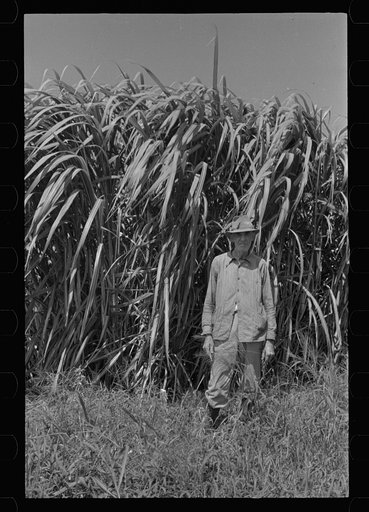 Untitled photo, possibly related to: Experimental sugarcane (POJ) which has been imported by the Department of Agriculture because of its resistance to the mosaic disease, Plaquemines Parish, Louisiana