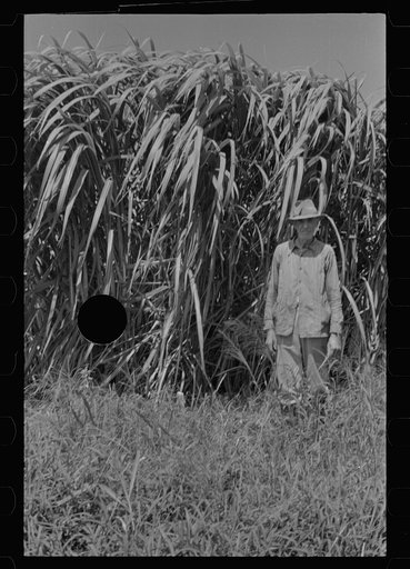 Untitled photo, possibly related to: Experimental sugarcane (POJ) which has been imported by the Department of Agriculture because of its resistance to the mosaic disease, Plaquemines Parish, Louisiana
