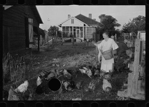 Untitled photo, possibly related to: Tenant farmer with mule given him by the Resettlement Administration, Plaquemines Parish, Louisiana