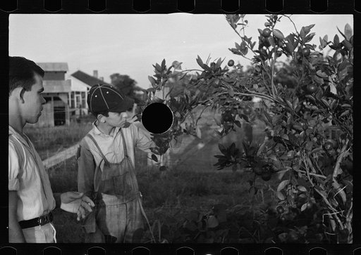Untitled photo, possibly related to: Tenant farmer with mule given him by the Resettlement Administration, Plaquemines Parish, Louisiana