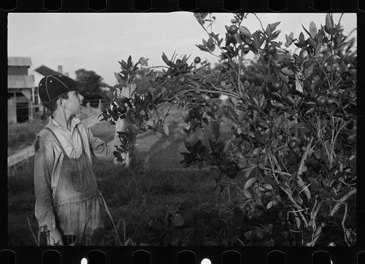 Untitled photo, possibly related to: Tenant farmer with mule given him by the Resettlement Administration, Plaquemines Parish, Louisiana