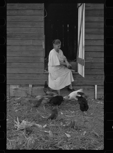 Untitled photo, possibly related to: Tenant farmer with mule given him by the Resettlement Administration, Plaquemines Parish, Louisiana