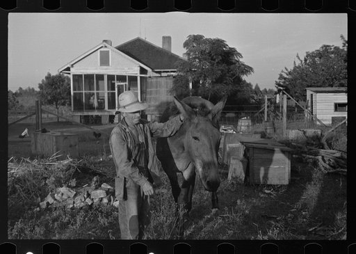 Untitled photo, possibly related to: Tenant farmer with mule given him by the Resettlement Administration, Plaquemines Parish, Louisiana