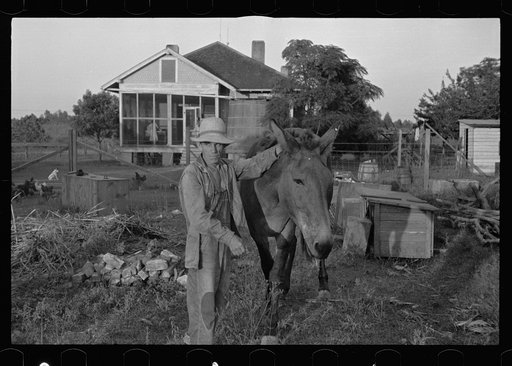 Tenant farmer with mule given him by the Resettlement Administration, Plaquemines Parish, Louisiana