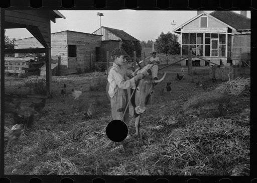 Untitled photo, possibly related to: Tenant farmer with mule given him by the Resettlement Administration, Plaquemines Parish, Louisiana