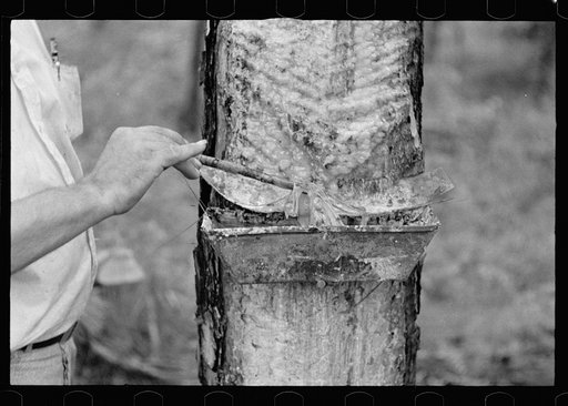 Trap used on pine tree for catching sap for turpentine distillation, Irwin County, Georgia