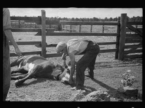 Untitled photo, possibly related to: Slaughtering a bull, Grady County, Georgia